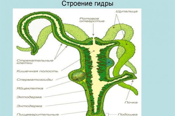 Омг onion